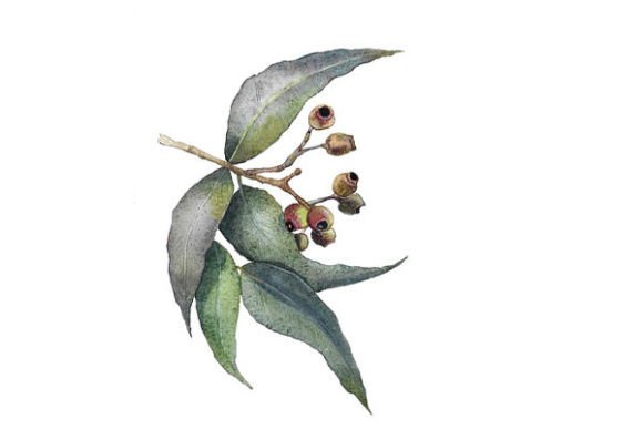 Watercolor Eucalyptus Digital Prints: A Versatile Resource for Modern Creators